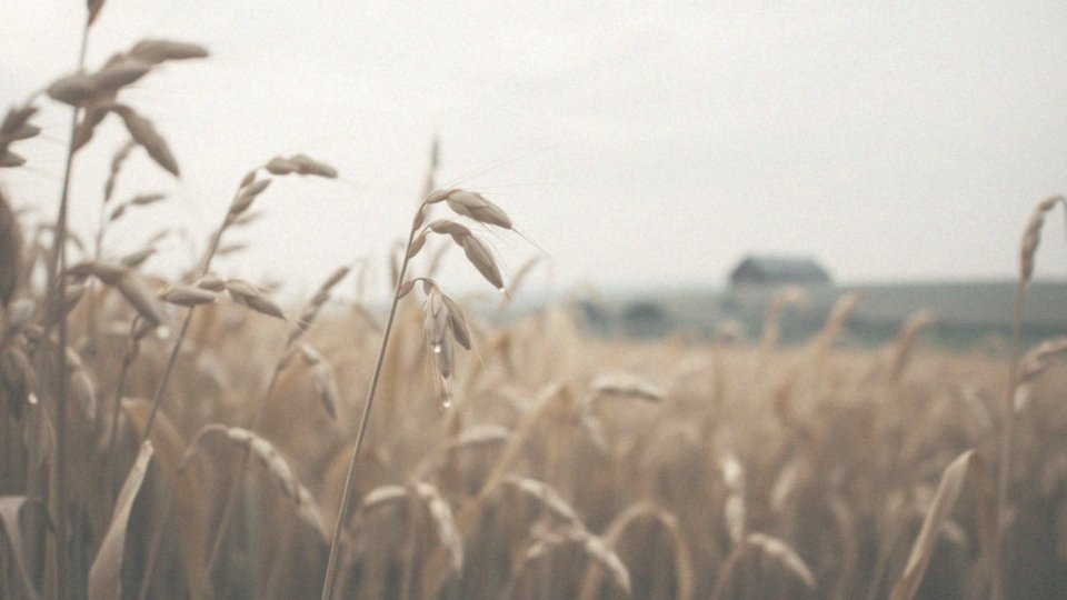 W jaki sposób ziele owsa łagodzi podrażnienia skóry?